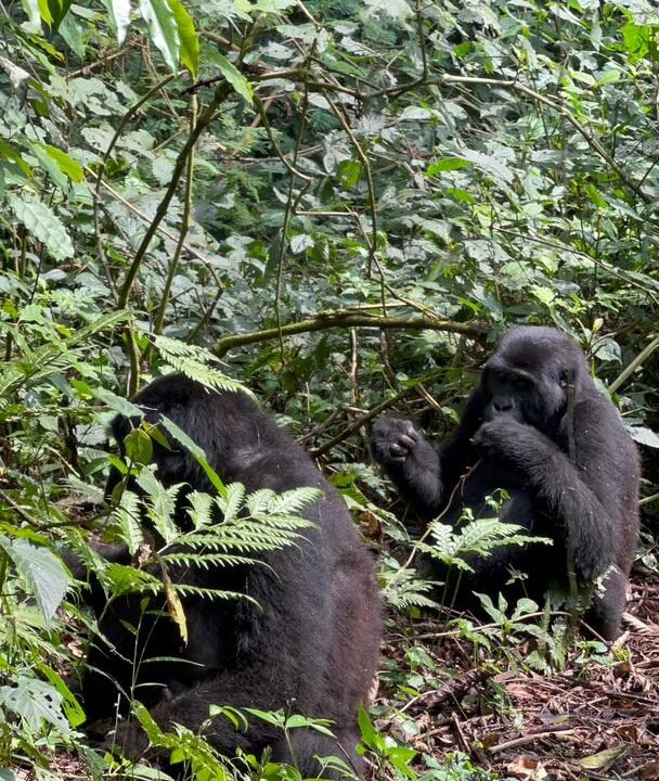 Gorilla Trekking
