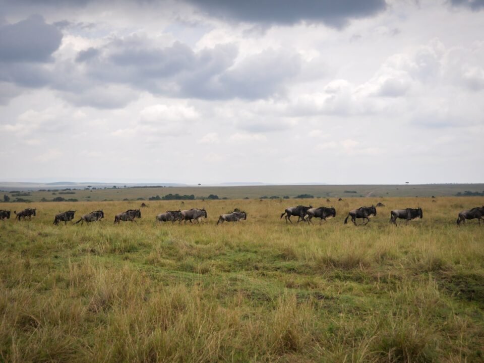 Great Migration