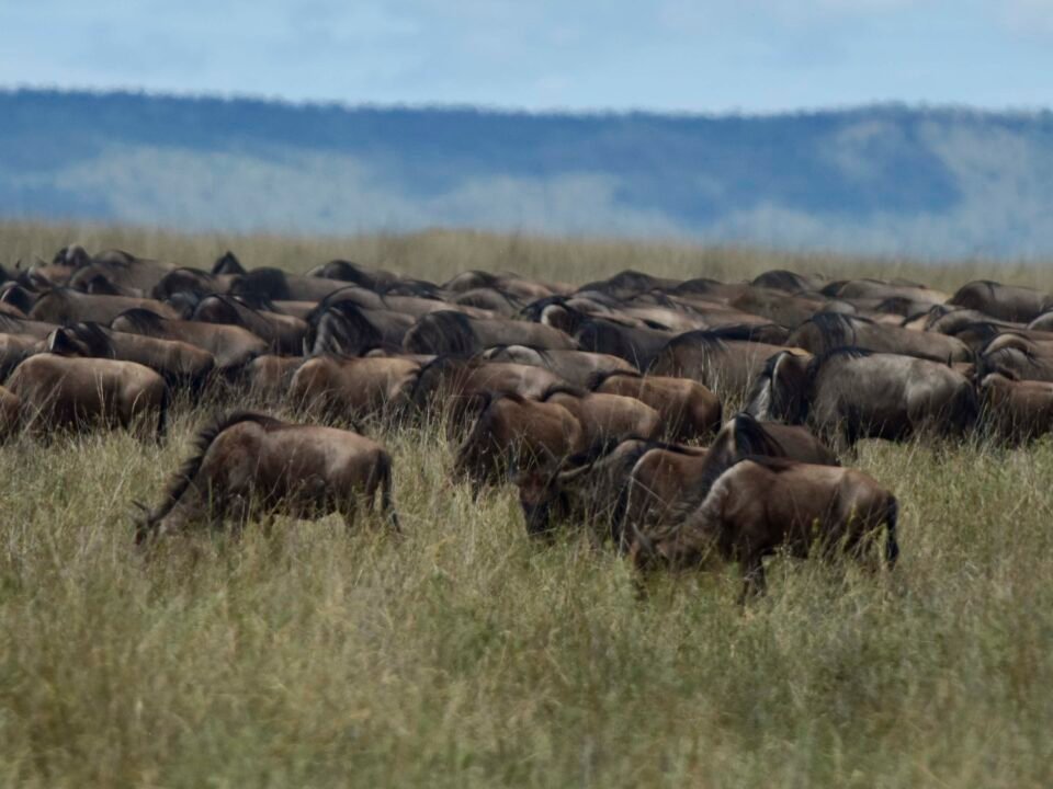 The Best Time to See Great Migration;1 Open Guide