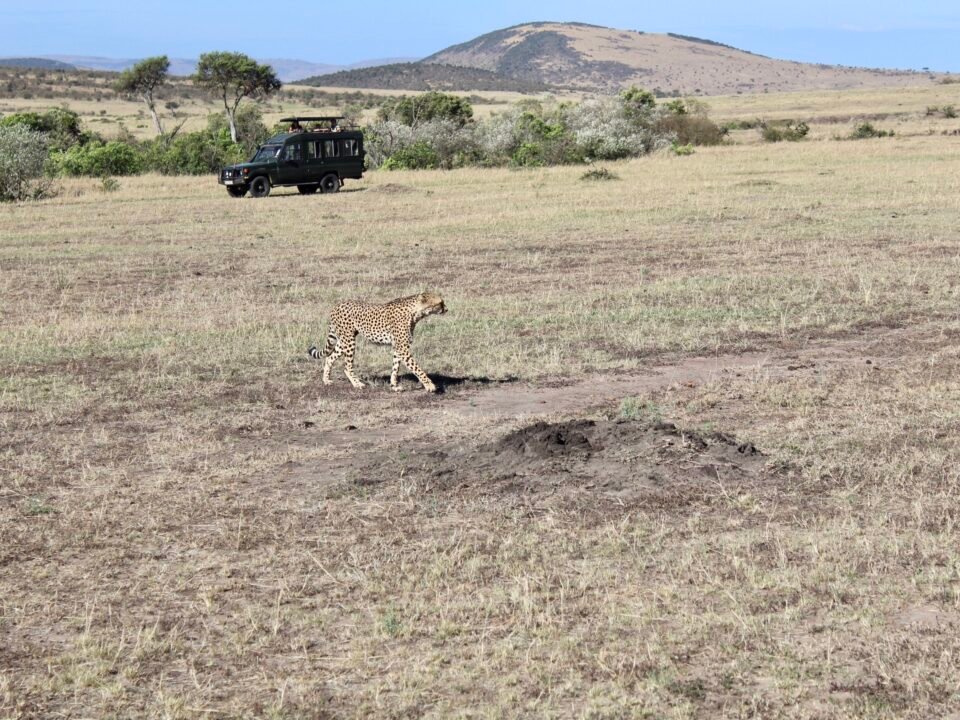 Kenya Safaris