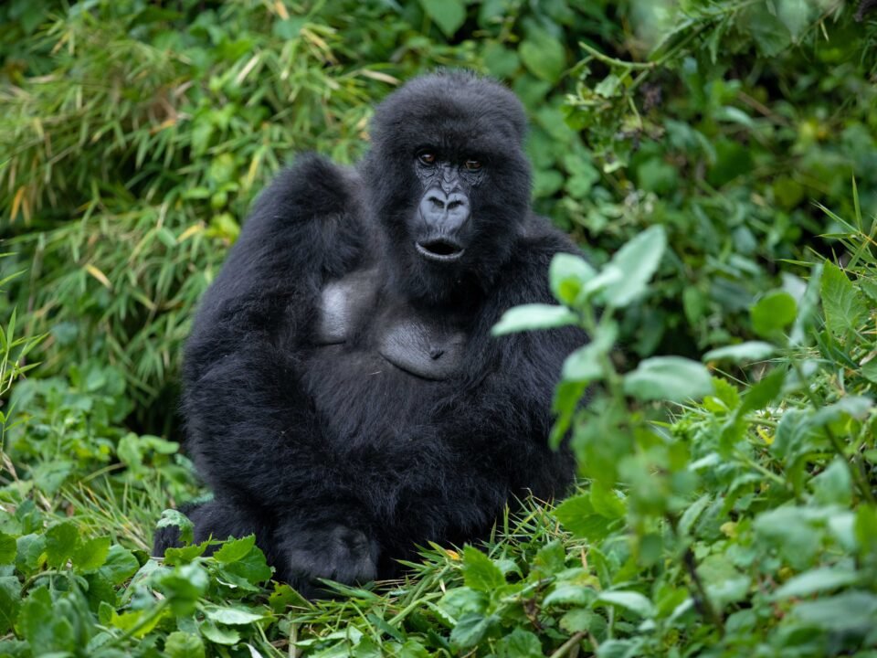 Rwanda Safaris