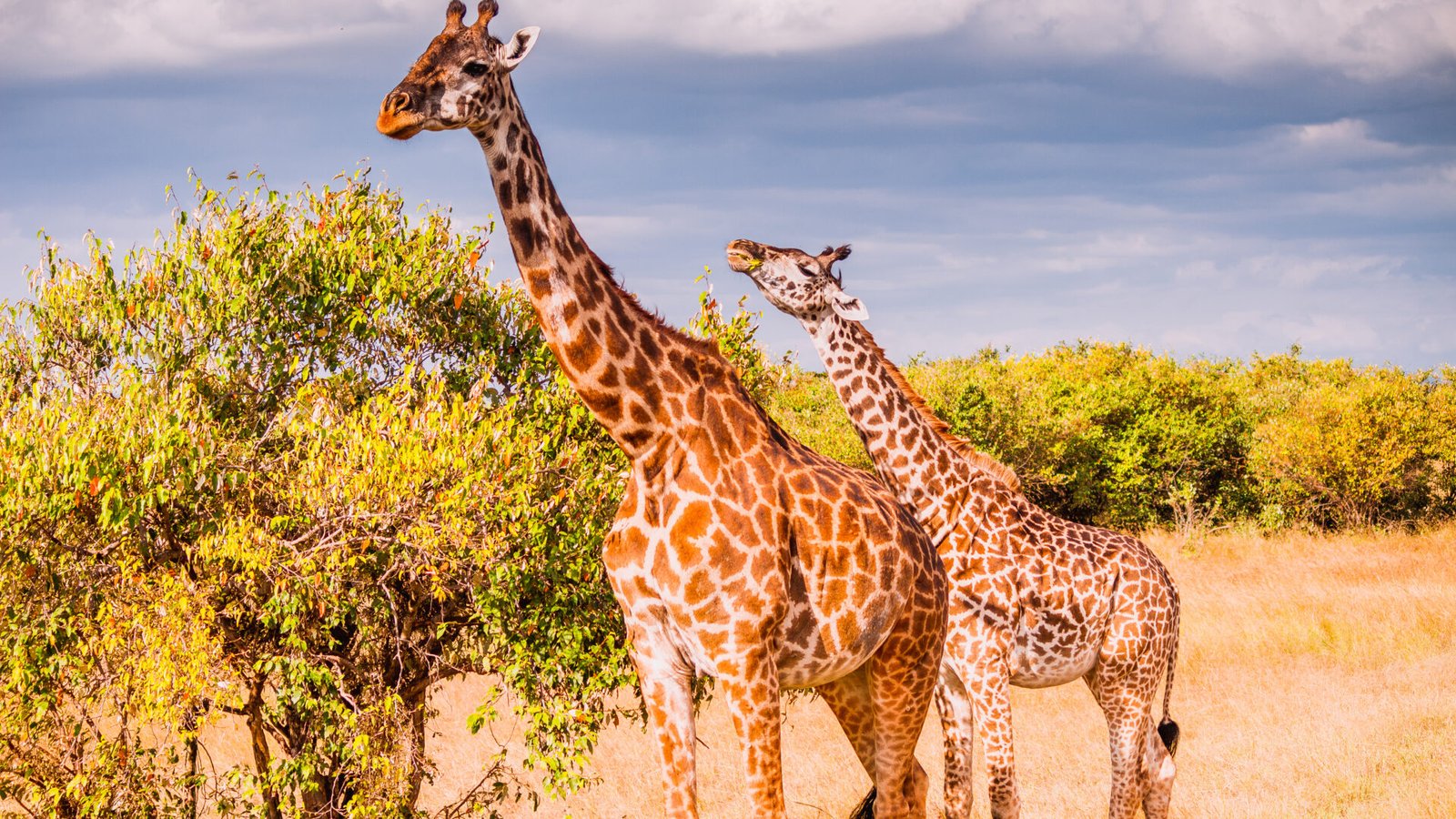 Kenya Big Five & Maasai Mara Safaris