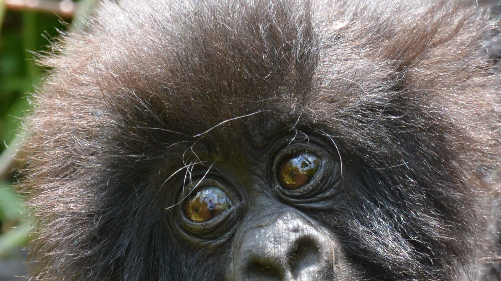 Rwanda Gorilla, Primate & Wildlife Safaris