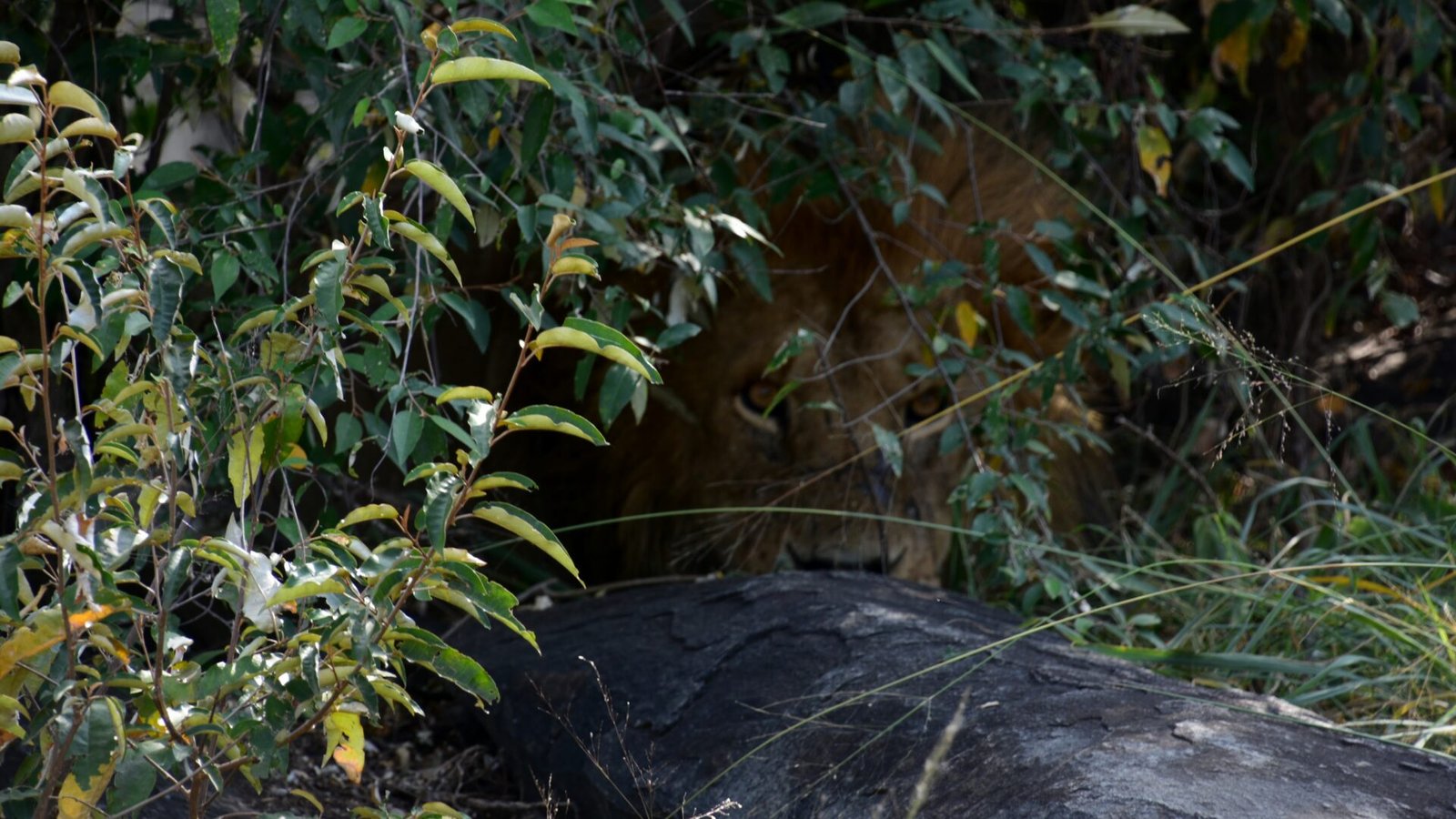 Tanzania Serengeti & Ngorongoro Safaris
