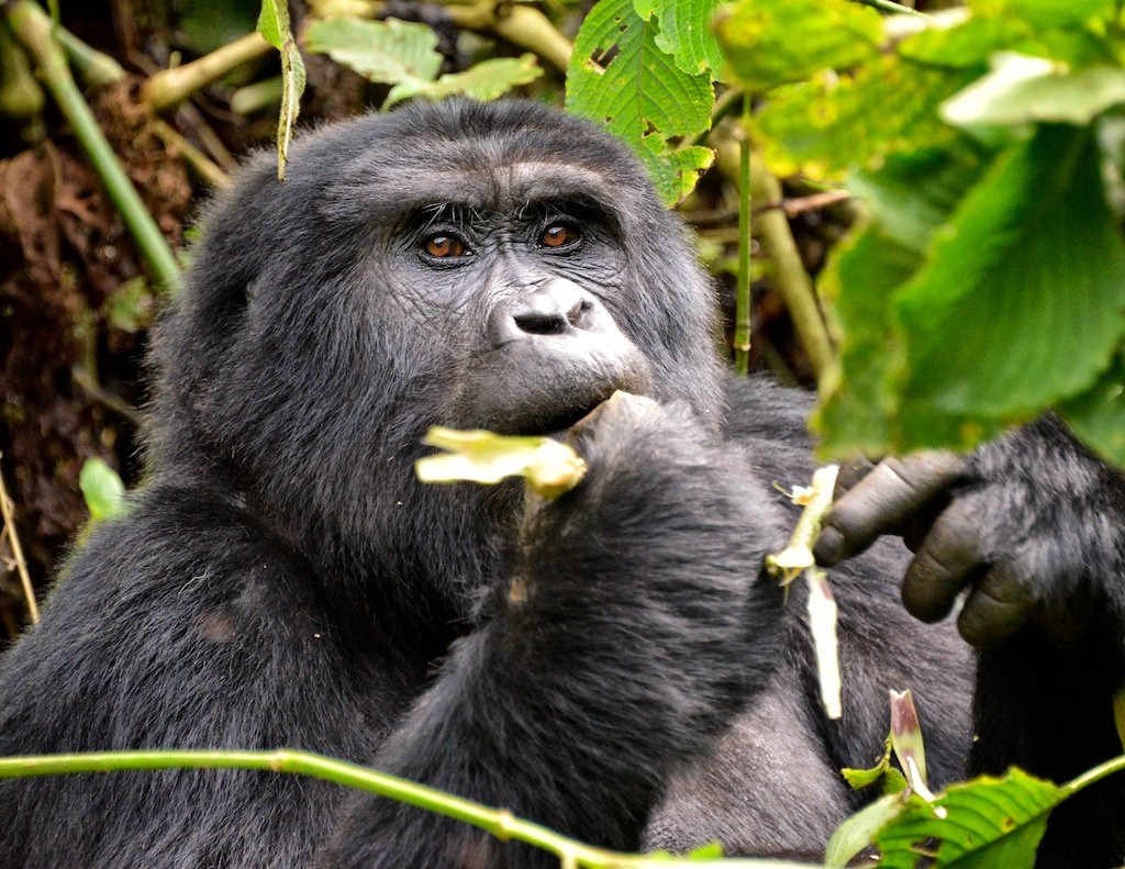 Uganda Gorilla & Wildlife Safaris