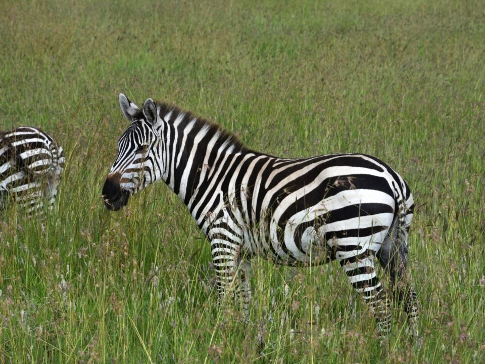 Tanzania Safaris
