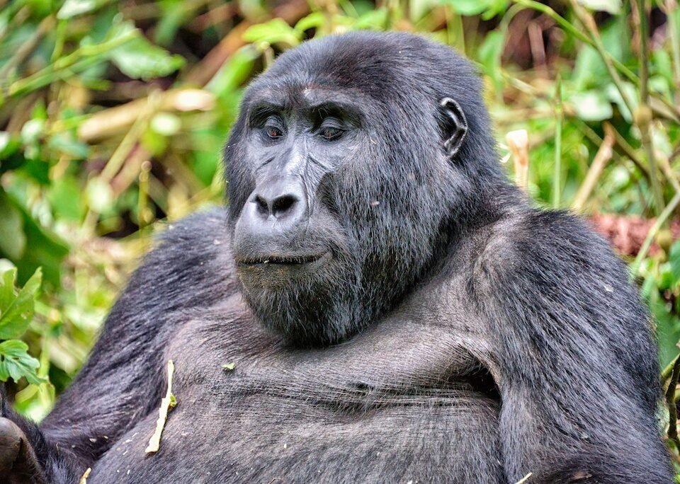 Uganda Safaris