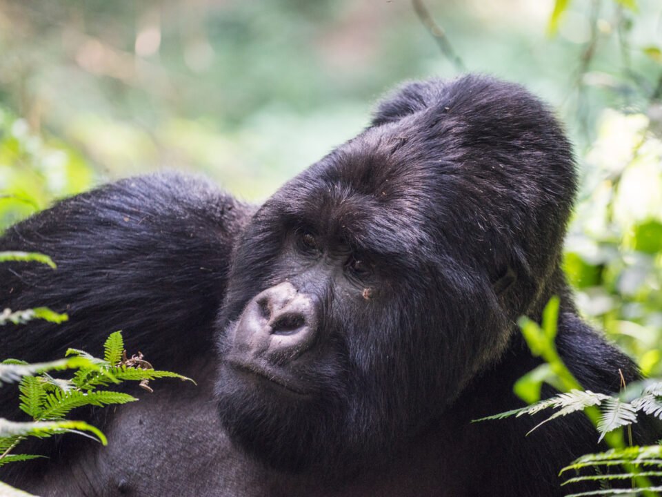 Mgahinga Gorilla National Park