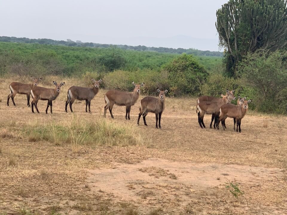 Queen Elizabeth National Park