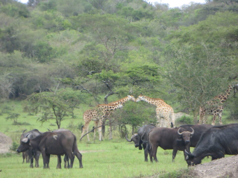 Lake Mburo National Park