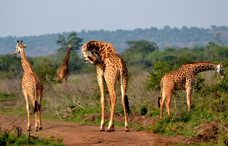 Akagera National Park