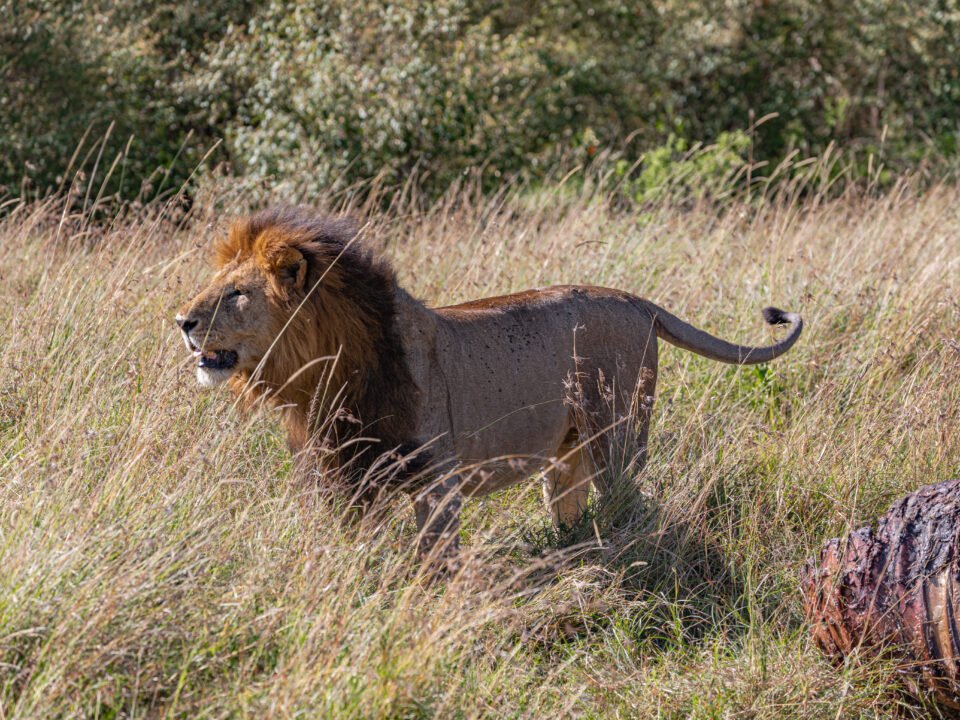 Maasai Mara National Reserve