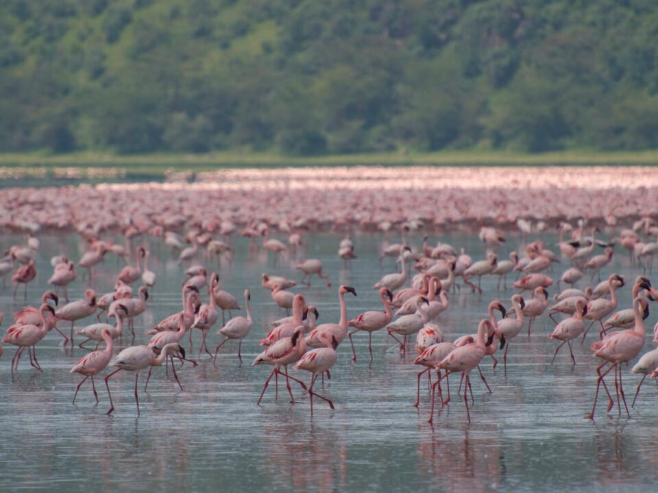 Lake Nakuru National Park