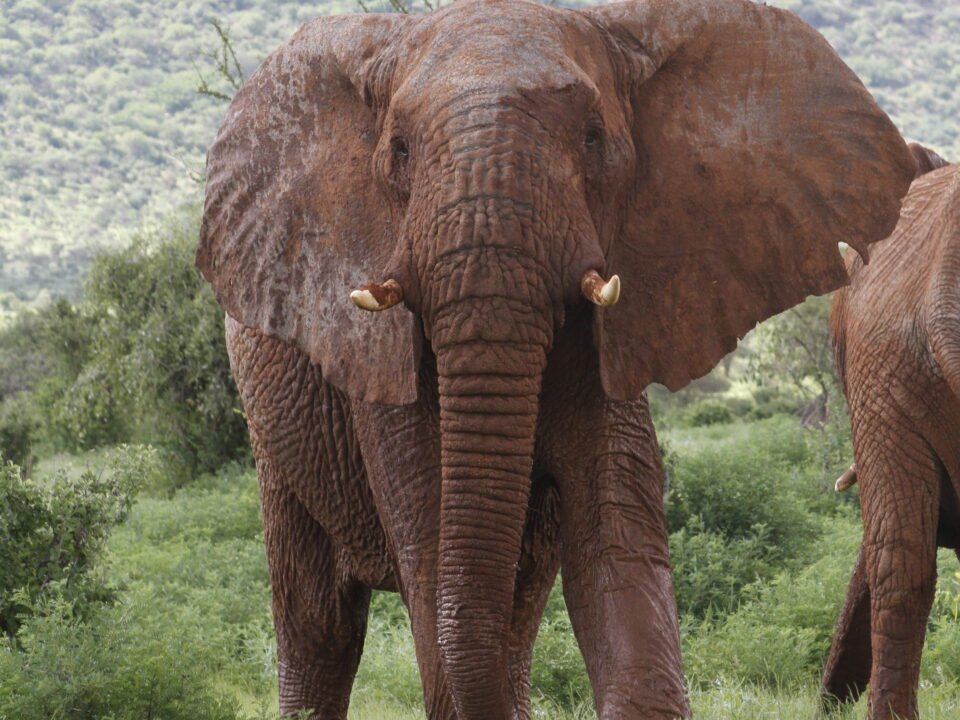 Samburu National Reserve