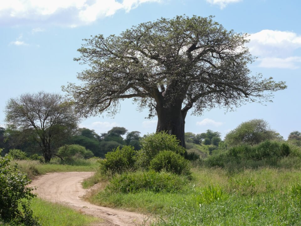 Tarangire National Park