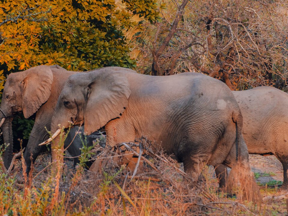 Nyerere National Park