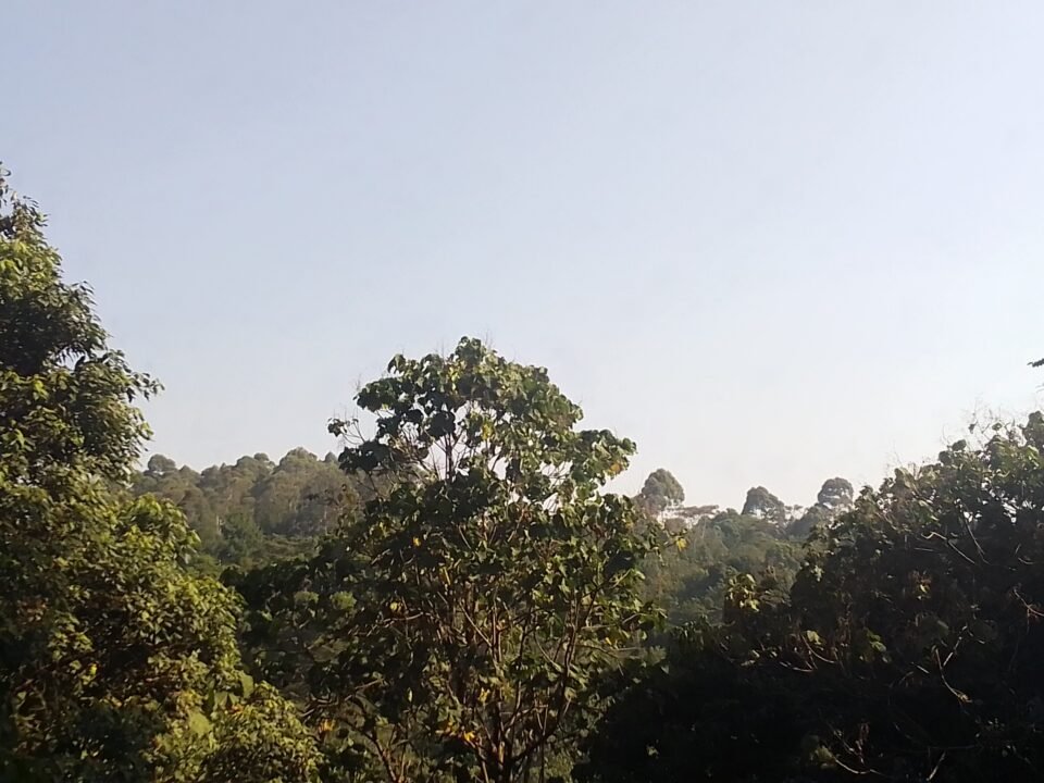 Kibira National Park