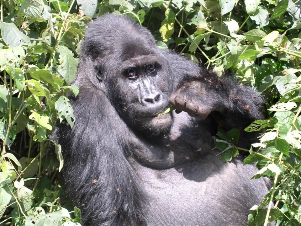 Kahuzi-Biega National Park