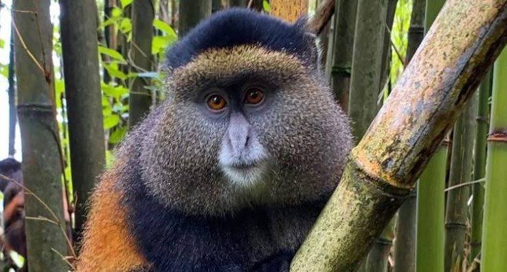Mgahinga Gorilla NP
