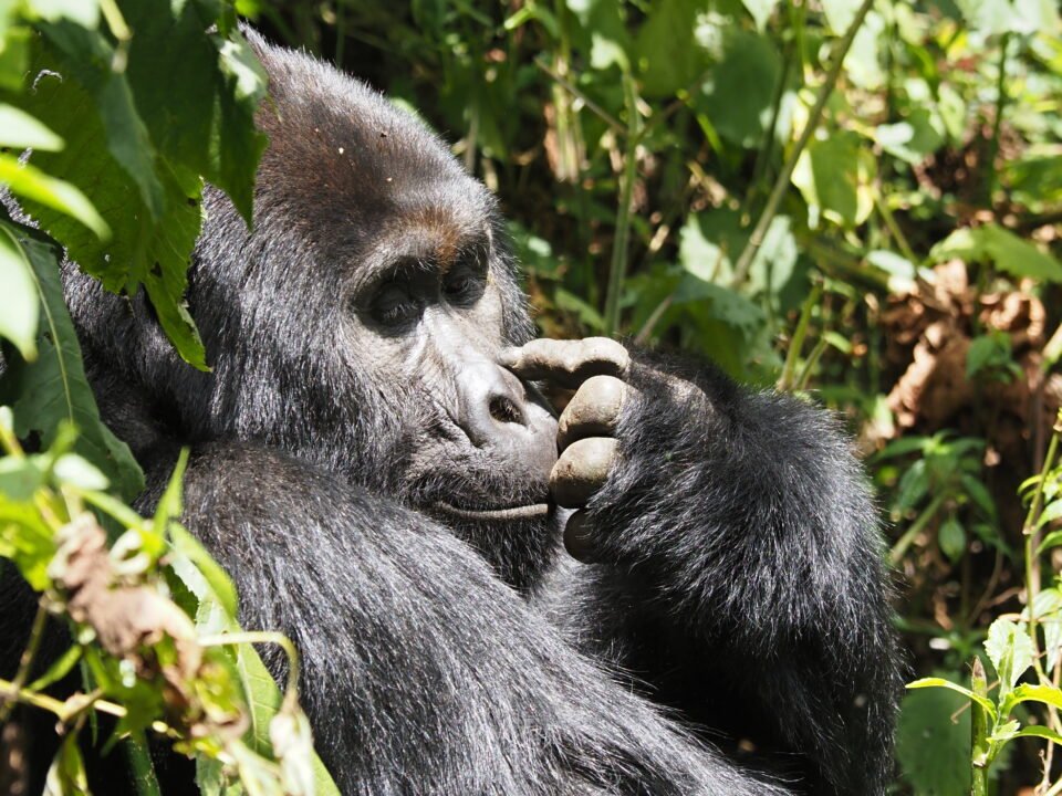 3 Days Uganda Gorilla Trekking Safari from Entebbe