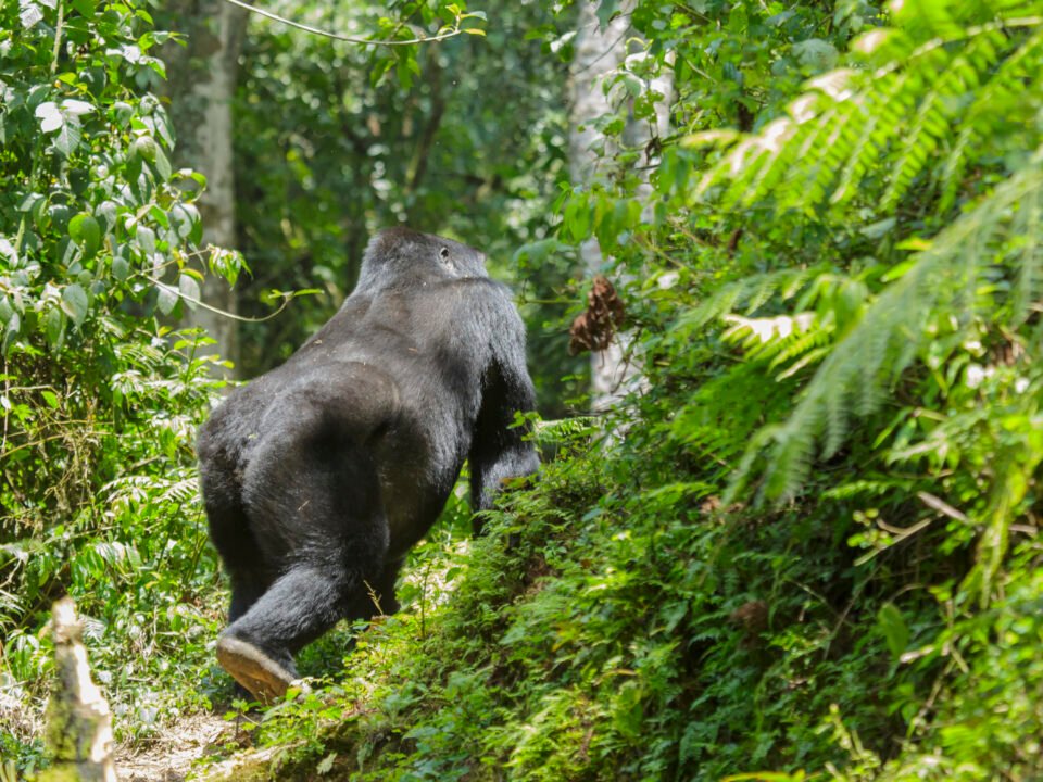 4 Days Uganda Gorilla Trekking and Lake Bunyonyi Safari