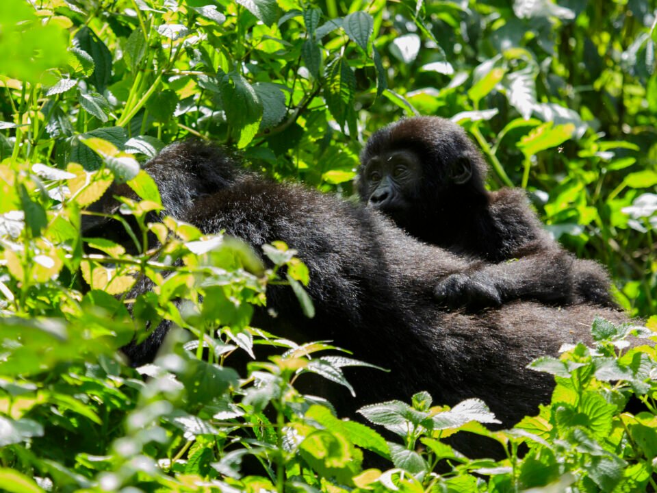 5 Days Uganda Gorilla and Queen Elizabeth Wildlife Safari