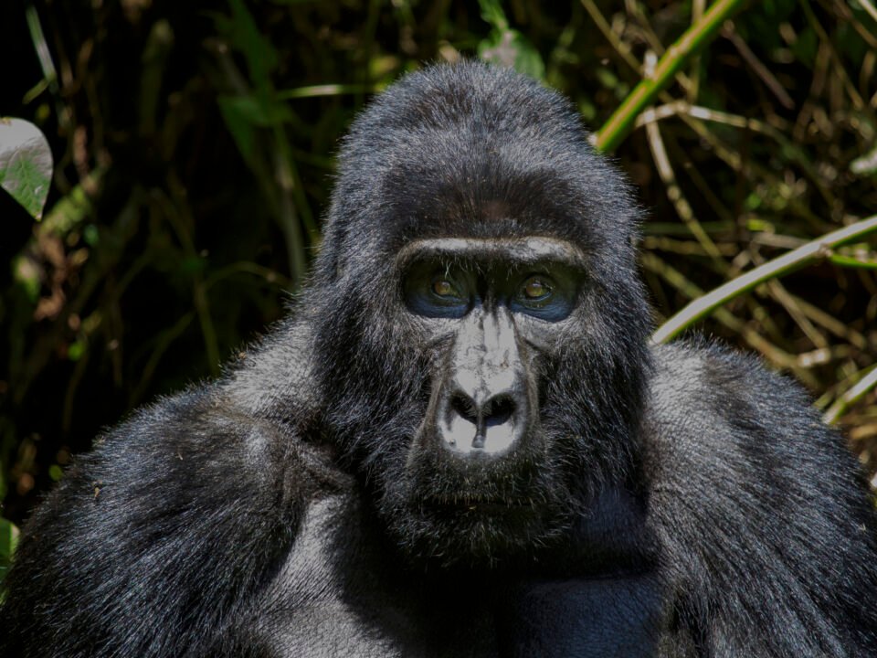 6 Days Uganda Gorillas, Chimpanzees and Wildlife Safari