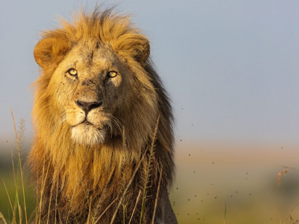 7 Days Uganda Primates and Murchison Falls Safari