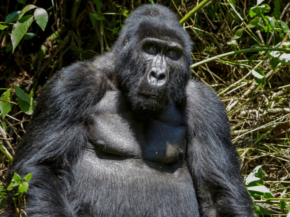 8 Days Uganda Gorillas, Chimps and Big Five Safari