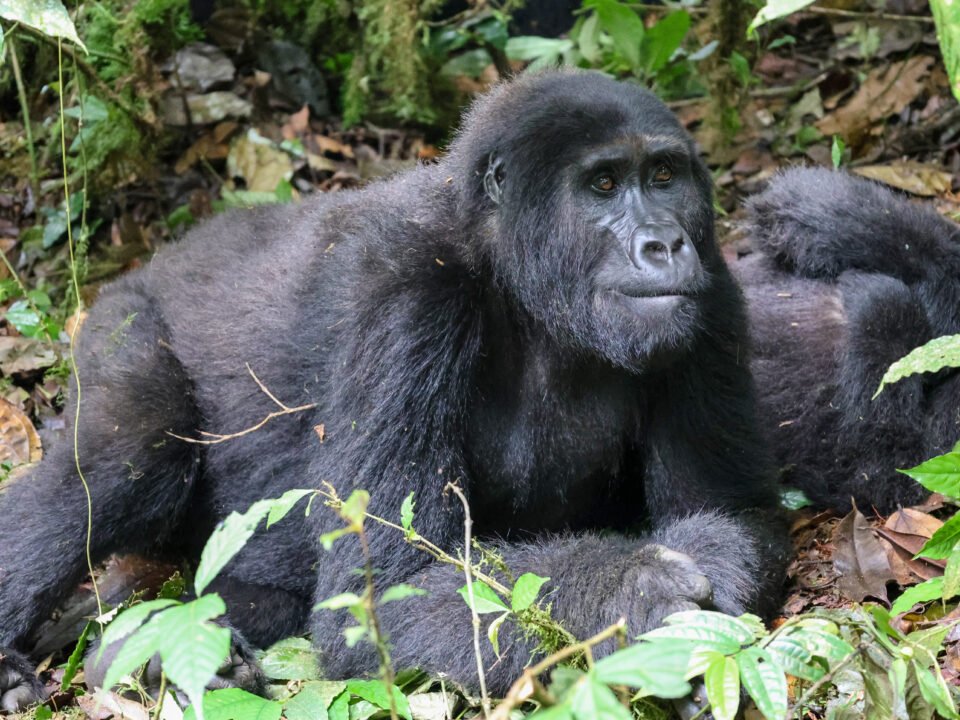 10 Days Best of Uganda Gorilla and Wildlife Safari