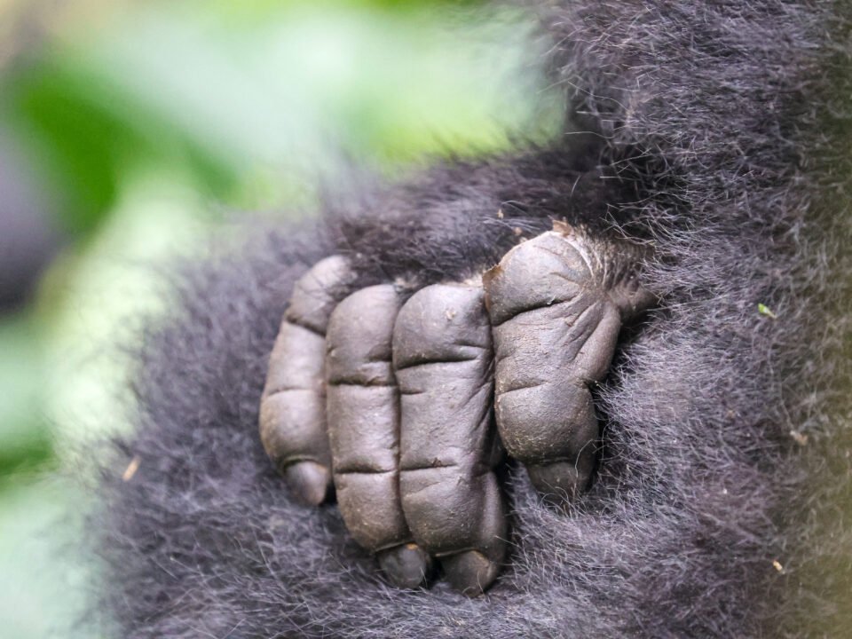 12 Days Uganda Gorillas, Chimps and Kidepo Safari