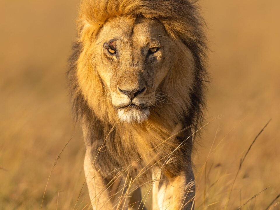 21 Days Ultimate Uganda Safari Experience