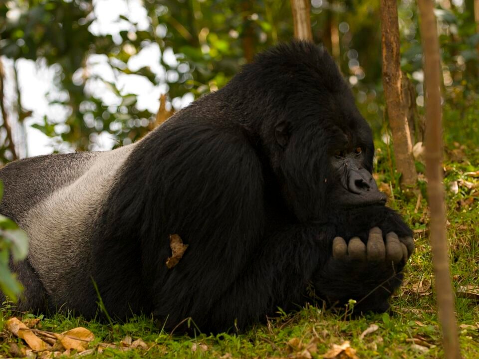 2 Days Rwanda Gorilla Trekking Safari