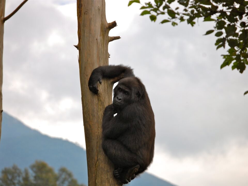 3 Days Rwanda Gorilla Trekking and Kigali Safari