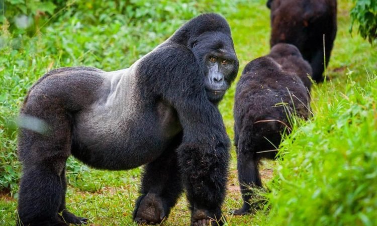 4 Days Rwanda Gorilla and Golden Monkey Safari