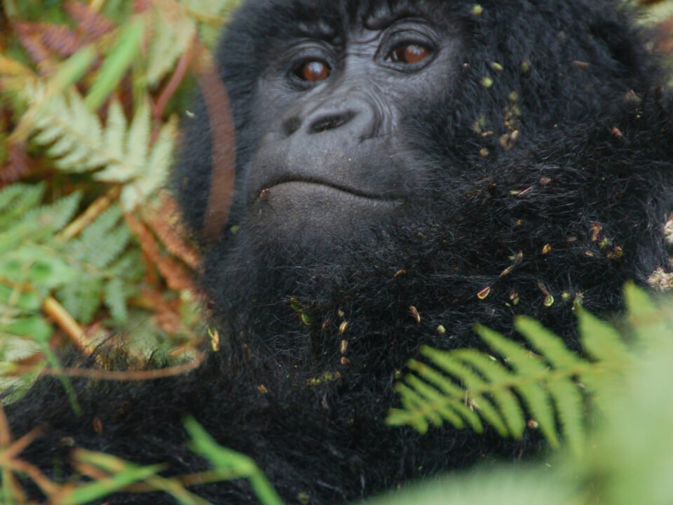 5 Days Rwanda Gorillas and Akagera Wildlife Safari