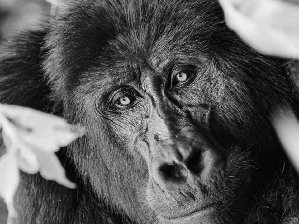 7 Days Rwanda Primates and Big Five Safari