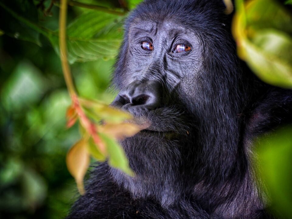 9 Days Best of Rwanda Safari