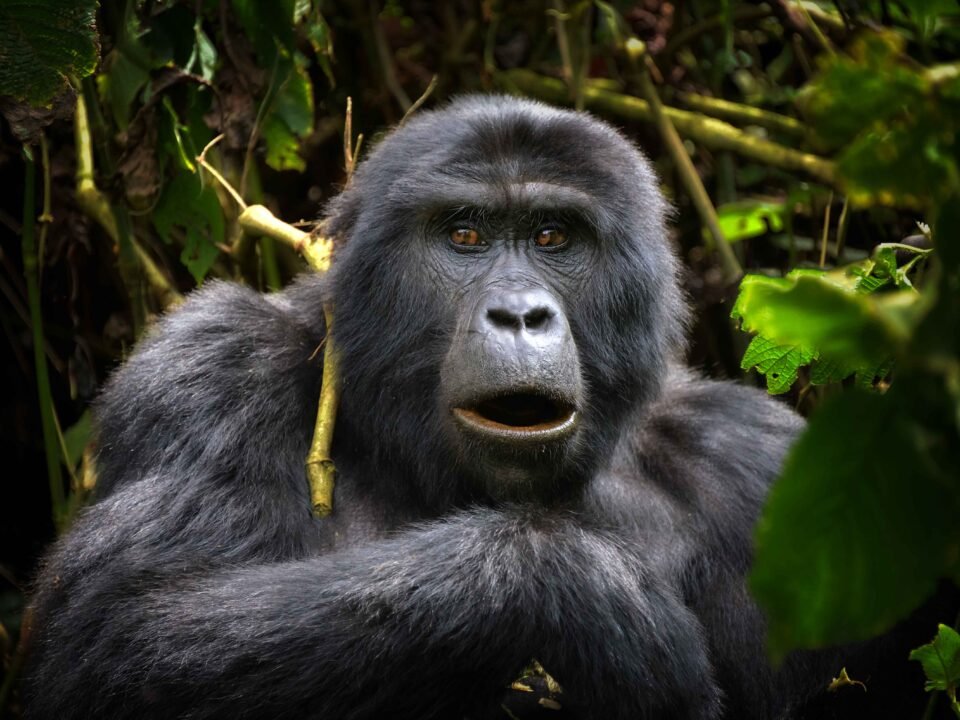 12 Days Rwanda Luxury Primate and Wildlife Safari