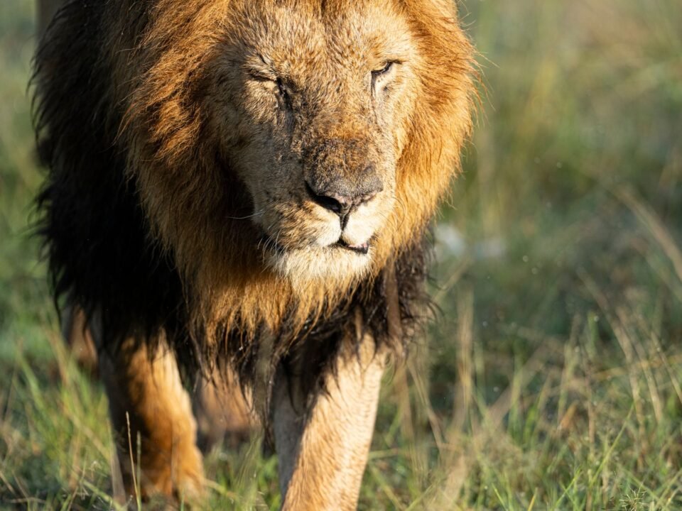 3 Days Masai Mara Wildlife Safari