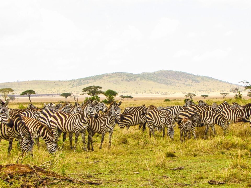 5 Days Kenya Masai Mara and Lake Nakuru Safari