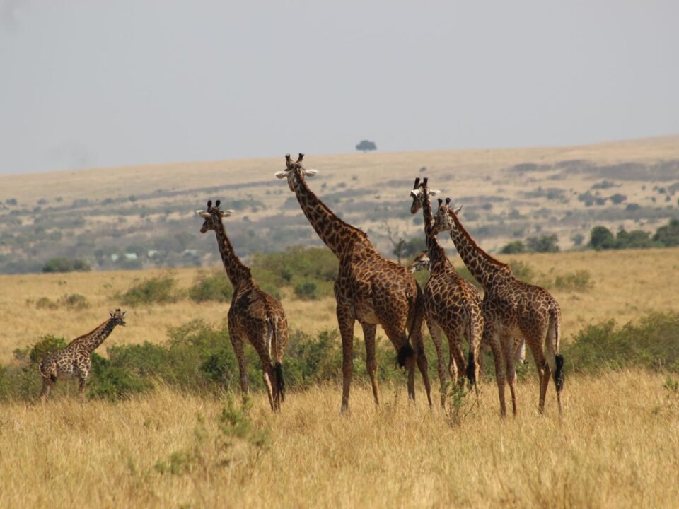 6 Days Amboseli, Lake Naivasha and Masai Mara Safari