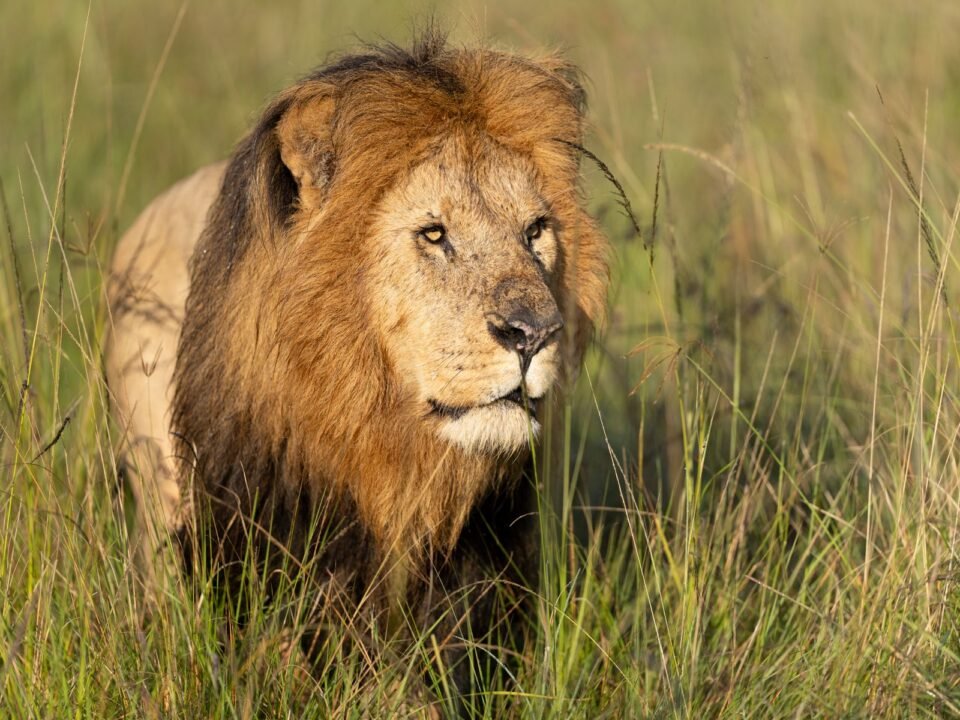 8 Days Kenya Big Five and Samburu Safari
