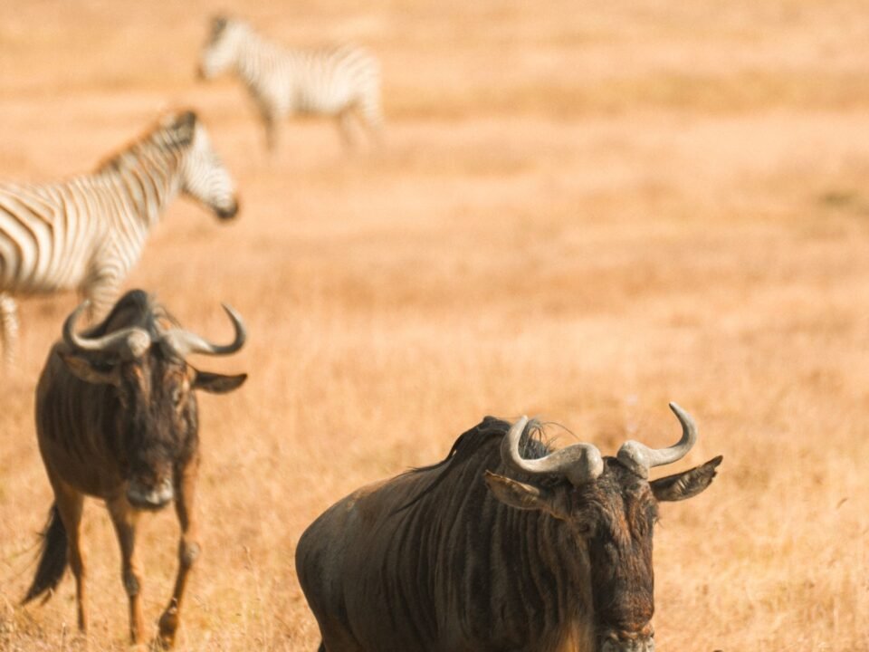 12 Days Kenya Great Migration and Luxury Safari