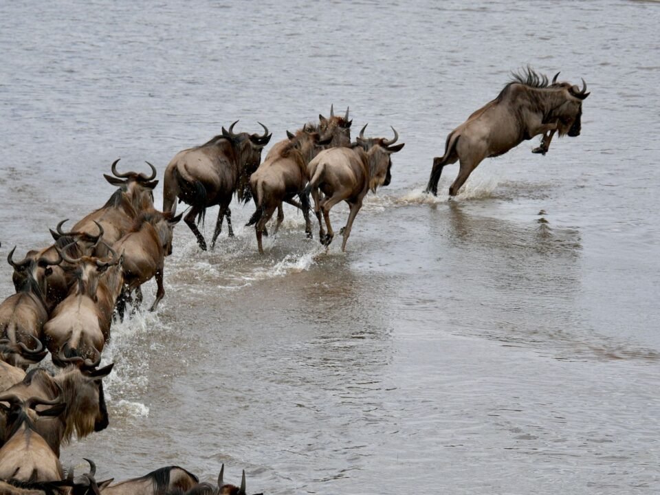 3 Days Serengeti and Ngorongoro Safari