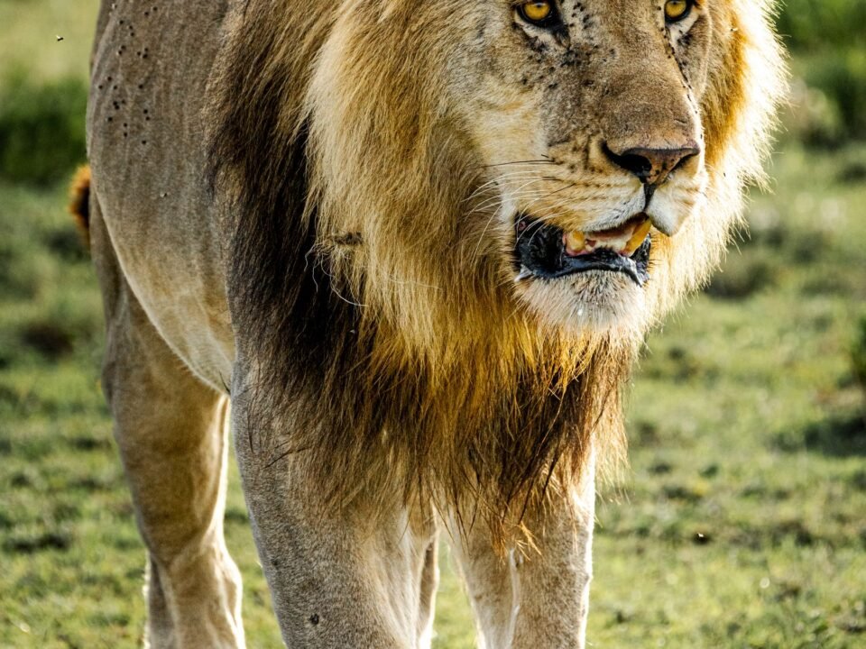 5 Days Tanzania Serengeti and Ngorongoro Safari