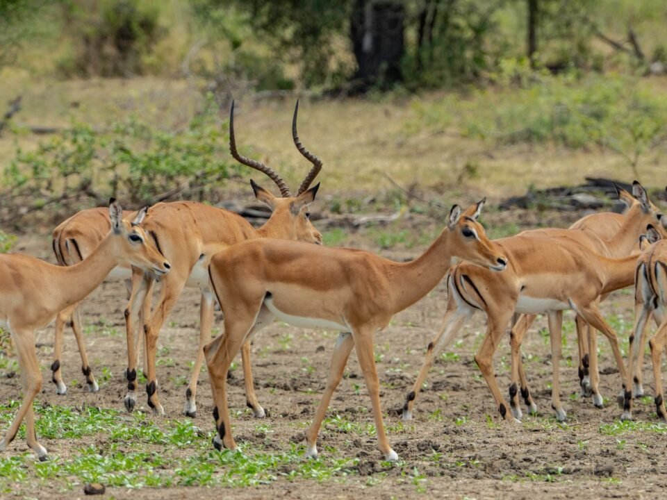6 Days Tanzania Great Migration Safari