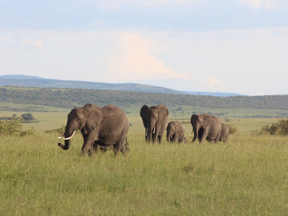 7 Days Tanzania Northern Circuit Safari