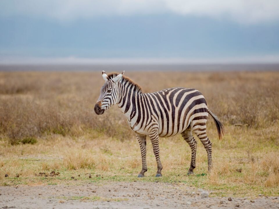 9 Days Tanzania Serengeti, Ngorongoro and Tarangire Safari