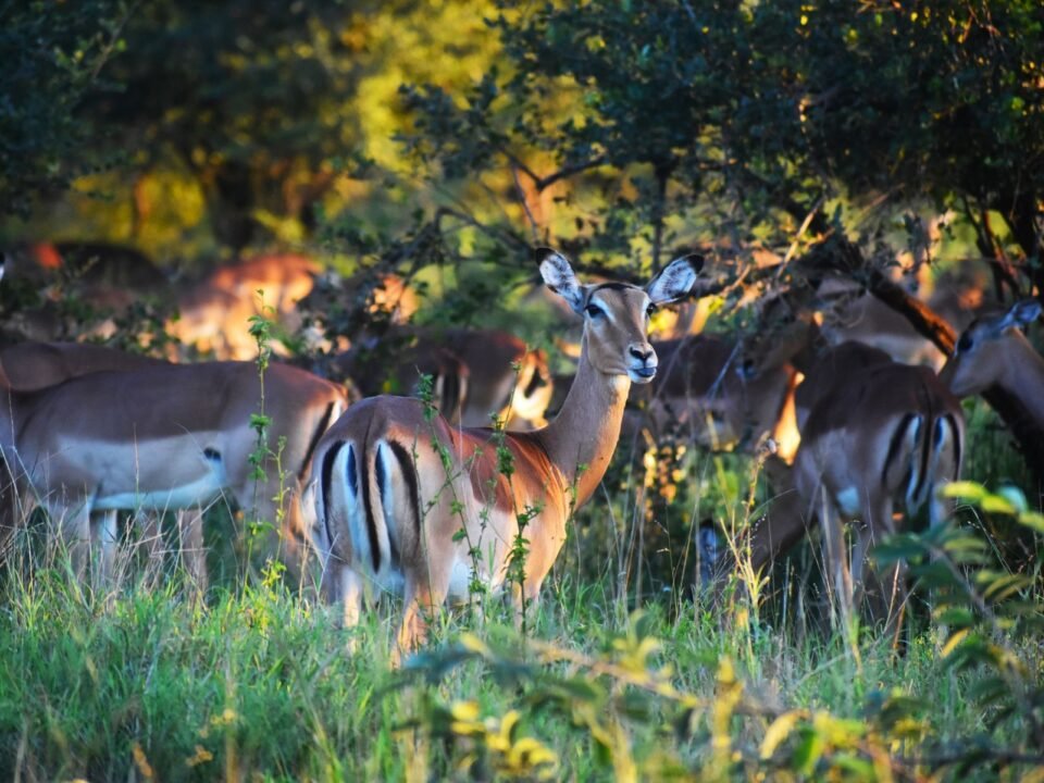10 Days Tanzania Luxury Fly-In Safari